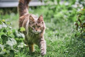 chat maine coon dans le jardin photo