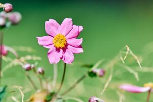 fleur de cosmos, espace de copie photo