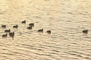 oiseaux flottant sur l'eau au coucher du soleil. fulica atra, foulque macroule photo