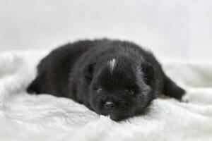 petit chiot chihuahua allongé sur un tissu blanc doux, race de chien blanc brun endormi mignon sur blanc photo