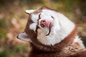 sibérien rauque chien avec étroit yeux, marrant souriant rauque chien visage avec en riant yeux, mignonne chienchien photo