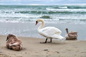 troupeau de cygnes tuberculés blancs sur la plage près de la mer baltique photo