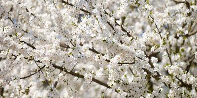 blanc prune fleurir, magnifique blanc fleurs de prunus arbre dans ville jardin, détaillé prune branche photo