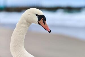 portrait de grand cygne muet blanc à côté de la mer, gros plan photo