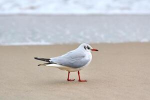 mouette à tête noire sur fond de plage, de mer et de sable photo