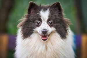 chien spitz poméranien dans le jardin, portrait de visage en gros plan photo