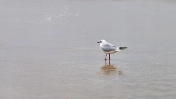 mouette à tête noire sur la côte, le sable et l'eau photo