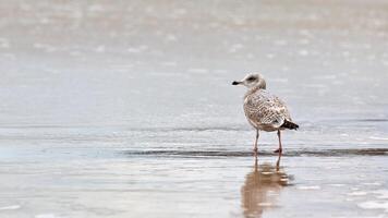 Larus michahellis, goéland leucophée marchant sur le bord de mer photo