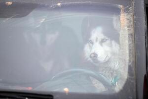 rauque traîneau chien dans voiture, conduite Voyage animal de compagnie photo