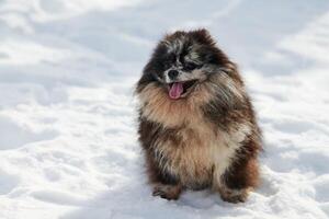 poméranien loulou chien séance sur neige plein Taille hiver portrait, mignonne noir marbre bronzer loulou chiot photo