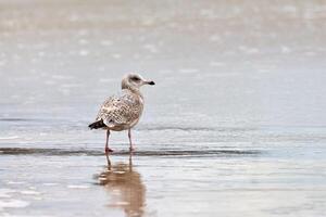 Larus michahellis, goéland leucophée marchant sur le bord de mer photo