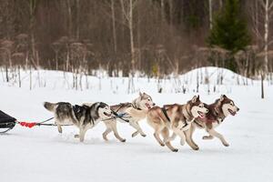 courir un chien husky sur une course de chiens de traîneau photo