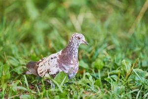 colombe sur l'herbe photo