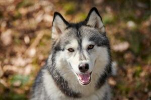 sibérien rauque chien portrait avec marron yeux et gris manteau couleur, mignonne traîneau chien race photo