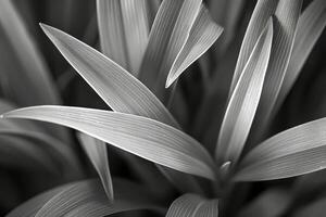 monochrome détail de plante feuilles avec Naturel parallèle veines photo
