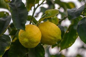 bouquet de citron fruit plus de vert Naturel jardin brouiller arrière-plan, citron fruit avec feuilles dans brouiller arrière-plan.7 photo