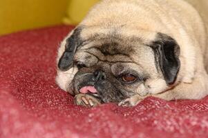 mignonne carlin chien sur canapé à Accueil dix photo