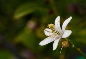 citron fleur sur branches dans citron jardin 4 photo