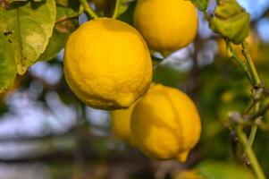 bouquet de citron fruit plus de vert Naturel jardin brouiller arrière-plan, citron fruit avec feuilles dans brouiller Contexte. 14 photo