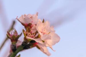 amande fleur sur une ferme dans Chypre dans printemps 2 photo