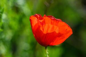 le coucher du soleil plus de coquelicot champ sur campagne. sélectif mise au point.6 photo