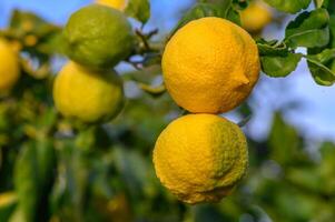 bouquet de citron fruit plus de vert Naturel jardin brouiller arrière-plan, citron fruit avec feuilles dans brouiller contexte.13 photo