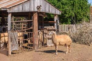 marrant mouton. portrait de mouton montrant langue.4 photo