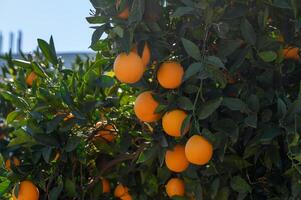 des oranges dans le jardin dans hiver dans Chypre 1 photo