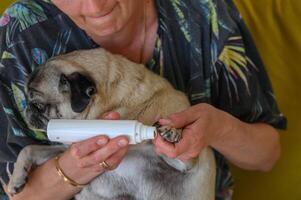 garniture une carlin ongles avec un électrique scratch poste. une fille coupes une chiens ongles.1 photo