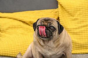 carlin lavages lui-même avec langue sur le canapé photo