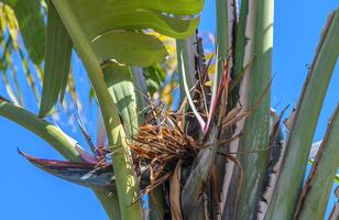 strelitzia nicolai sur arbre branches 1 photo