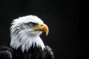 photo réaliste portrait de un blanc tête Aigle