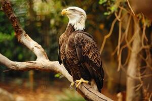 photo chauve Aigle perché majestueusement sur arbre