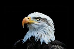 photo réaliste portrait de un blanc tête Aigle