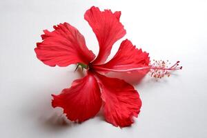 rouge hibiscus fleur sur blanc Contexte photo