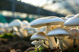 champignons croissance dans une serre photo