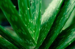 aloès Vera plante dans le jardin photo