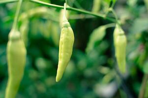 Frais vert piments sur le arbre photo