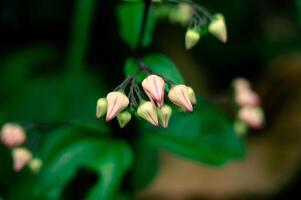 petit fleurs dans magnifique la nature et brouiller Contexte photo