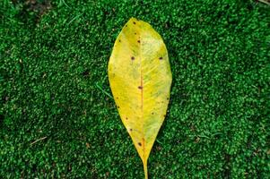 esthétique feuilles dans le forêt avec brouiller Contexte photo