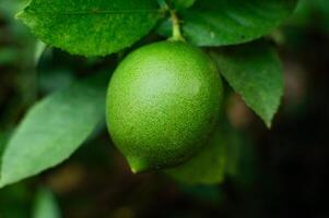 Frais citron vert fruit encore sur le arbre photo