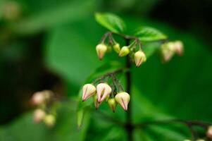 petit fleurs dans magnifique la nature et brouiller Contexte photo