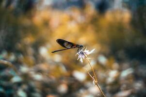 petit libellules perché sur fleurs avec une floue et esthétique Contexte photo