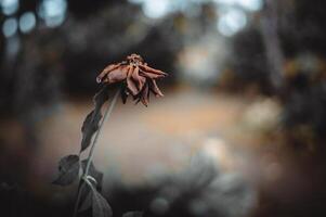 vieux des roses cette avoir déchue photo