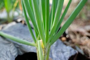 pring oignons croissance sur le plantation photo