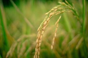 riz dans le riz des champs cette est mûr et prêt à être récolté photo