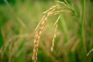 riz dans le riz des champs cette est mûr et prêt à être récolté photo