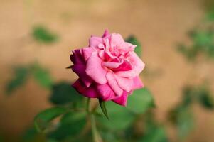 magnifique des roses épanouissement dans le jardin photo