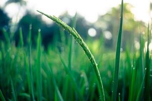 immature vert riz cette seulement ours fruit dans le Matin photo