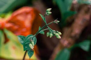 proche en haut de esthétique vert feuilles, macro photo